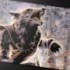 MTG : Innistrad Rem. Double Sided Playmat Mythic X